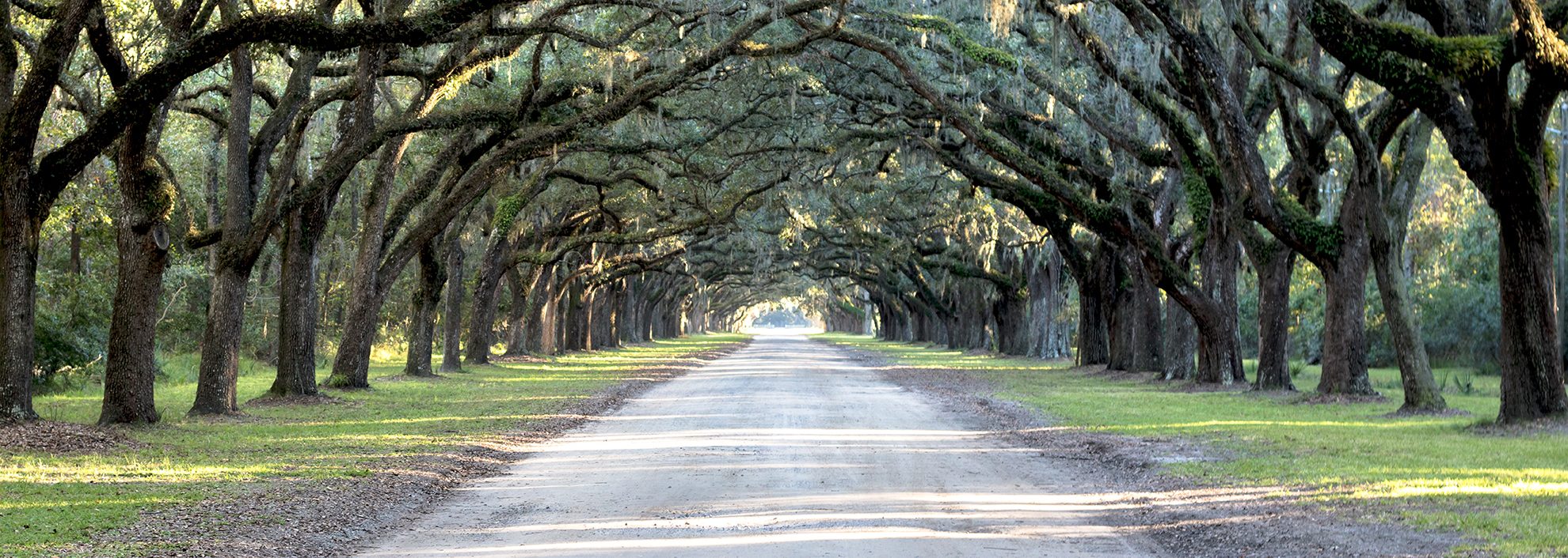 Tunnel of Trees